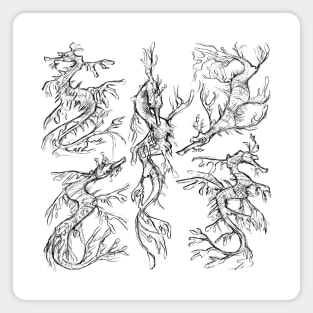 Sketches of a Leafy Seadragon Magnet